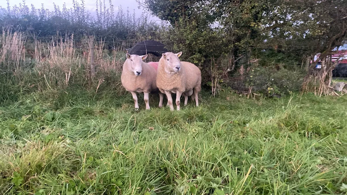 SIS Wicklow cheviot Rams - Image 1