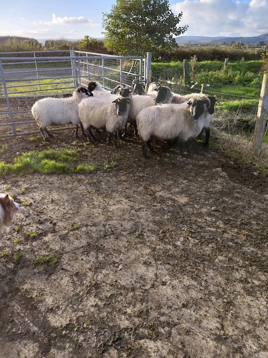 Mountain ewes - Image 2