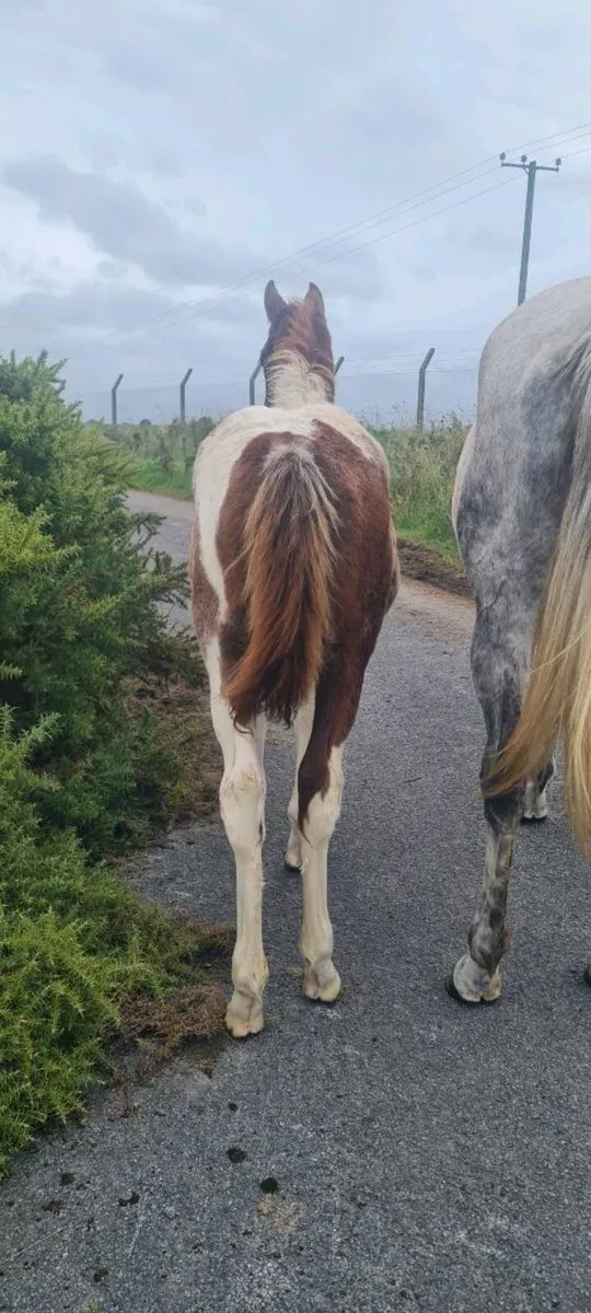 Red roan and white colt foal for sale - Image 3