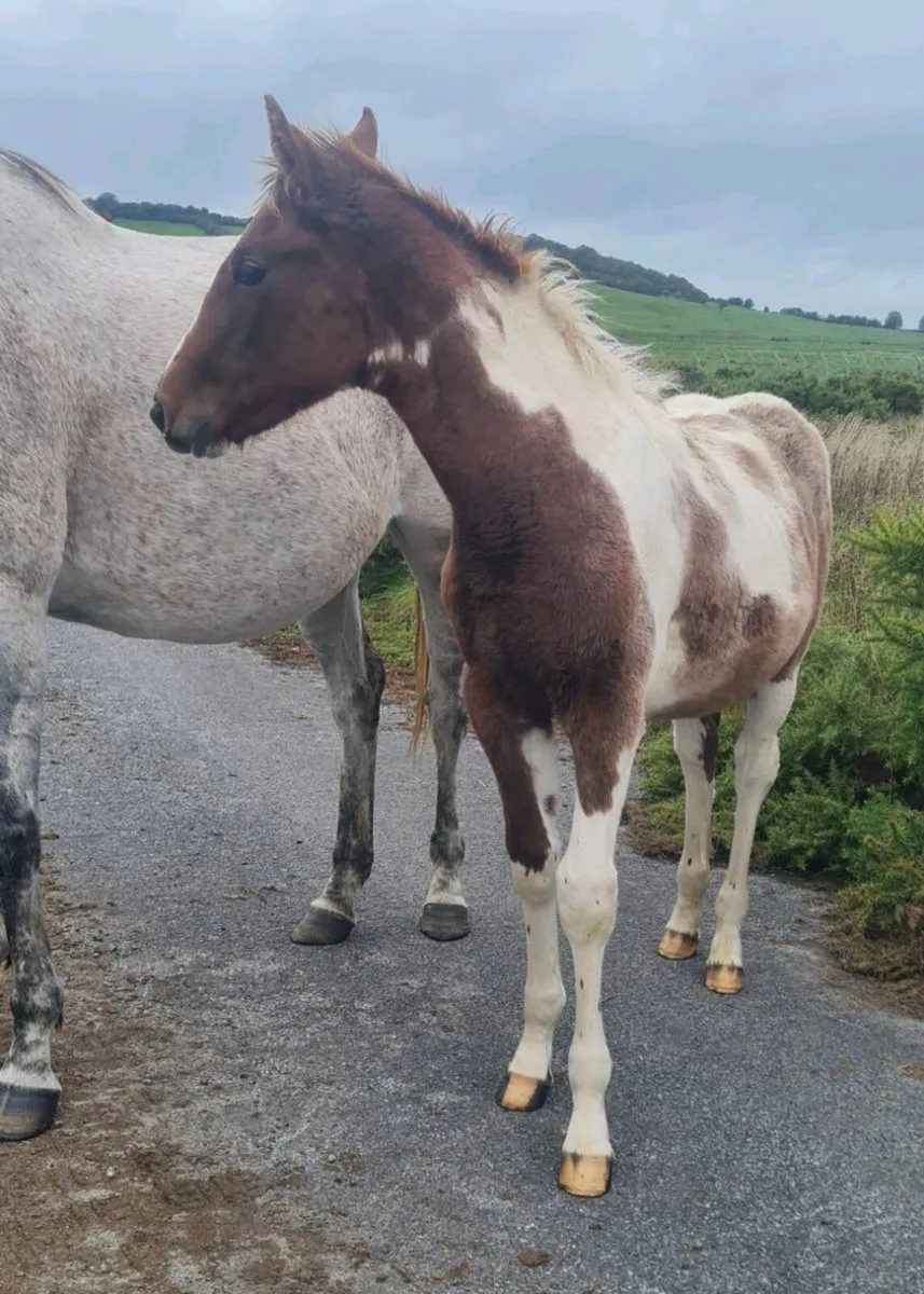 Red roan and white colt foal for sale - Image 1