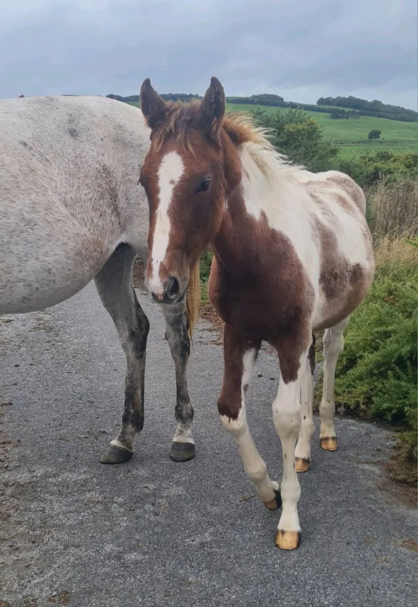 Red roan and white colt foal for sale - Image 2