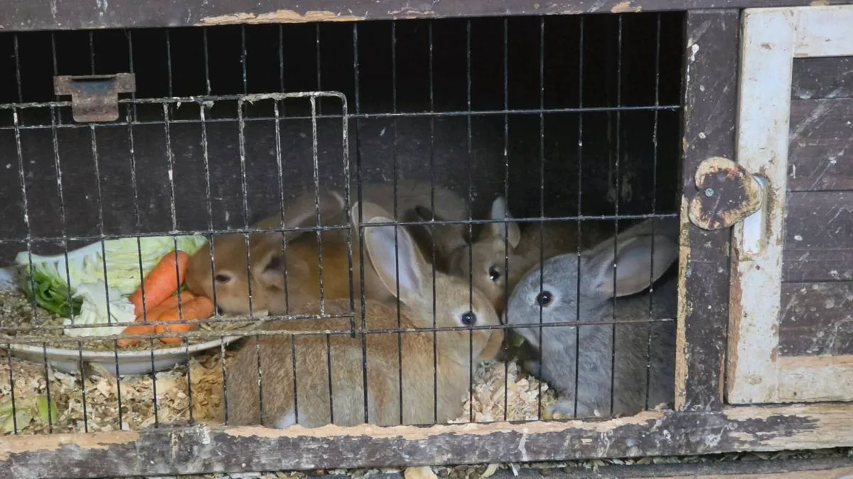 4 bunnies - Image 1