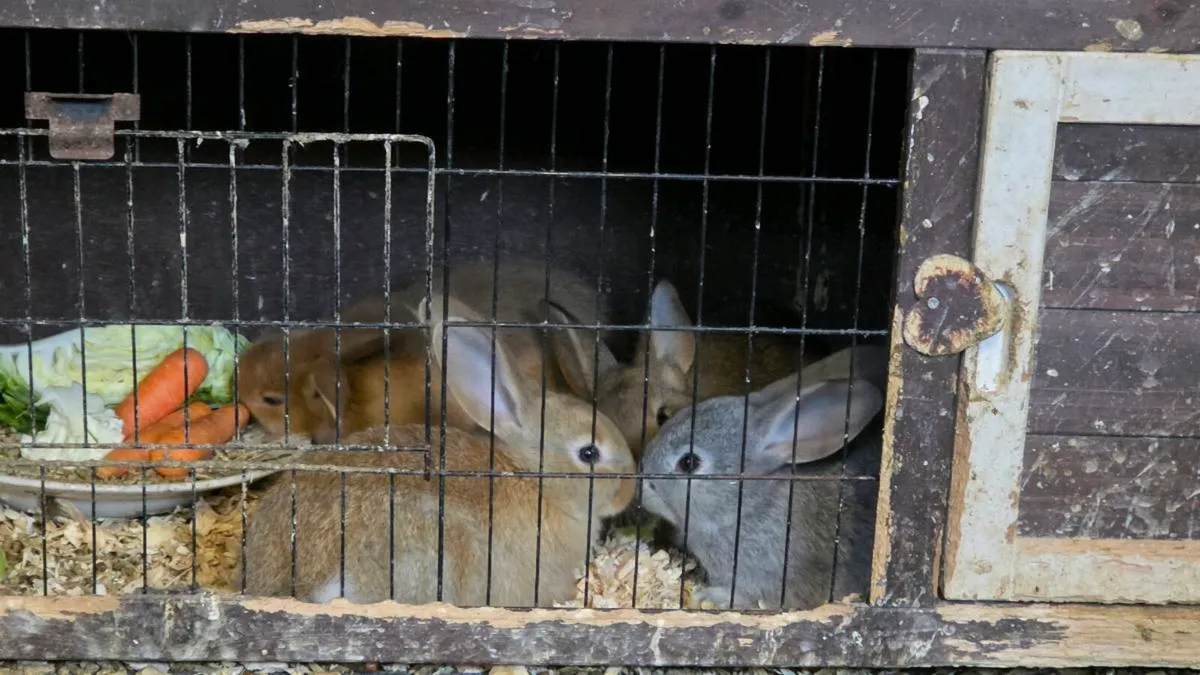 4 bunnies - Image 2