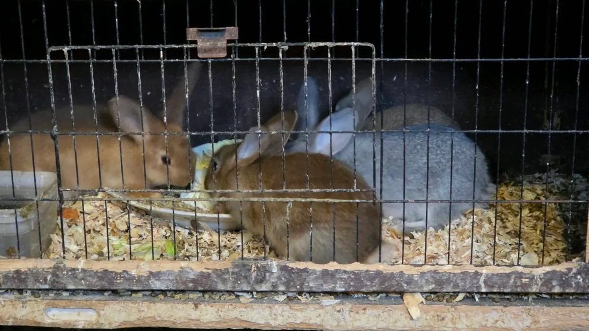 4 bunnies - Image 3