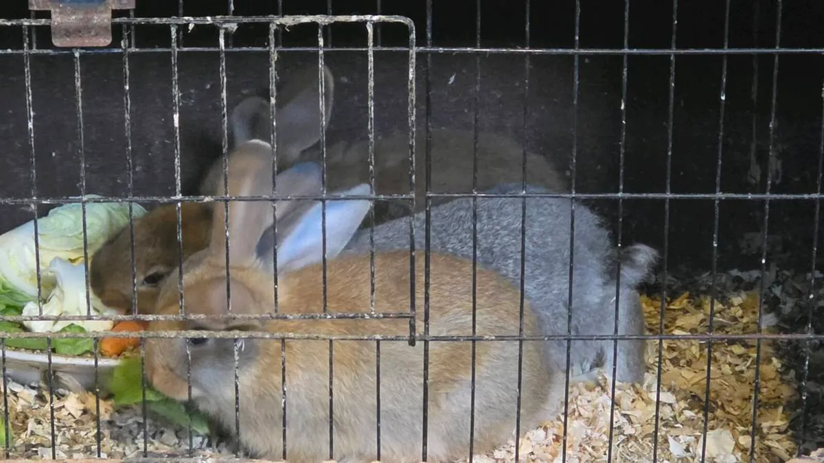 4 bunnies - Image 4