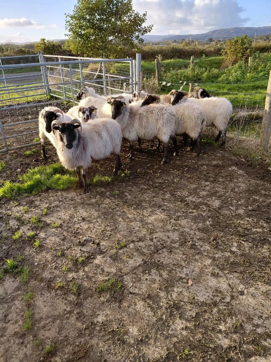 Mountain ewes - Image 1