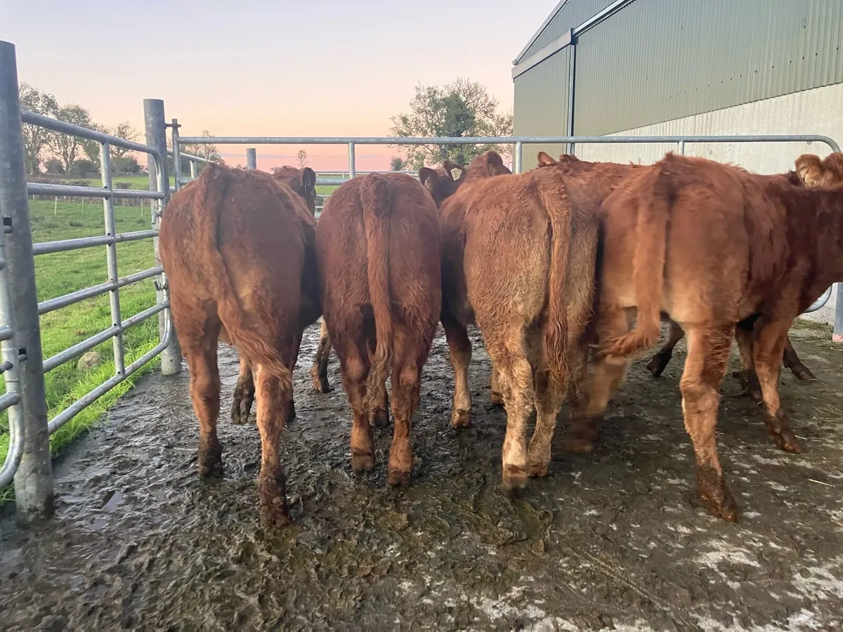 Heifer Weanlings - Image 4