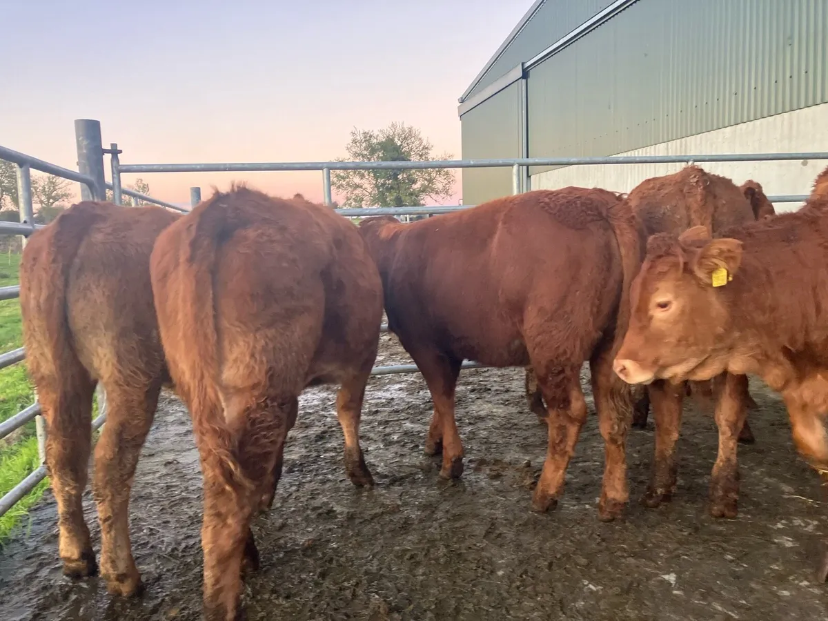 Heifer Weanlings - Image 1