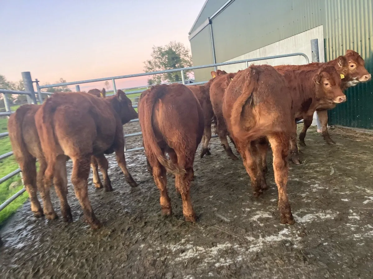 Heifer Weanlings - Image 2