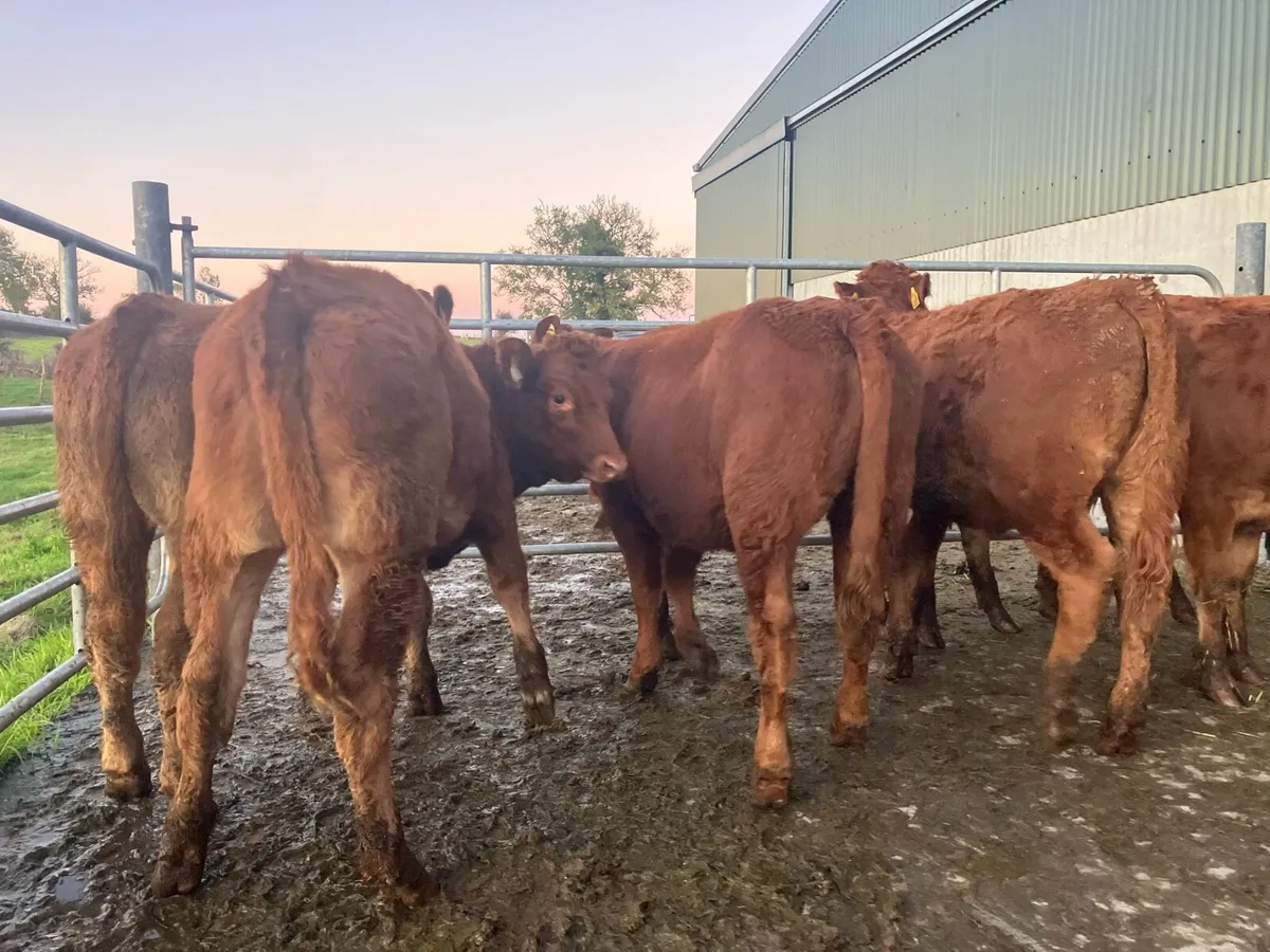 Heifer Weanlings - Image 3