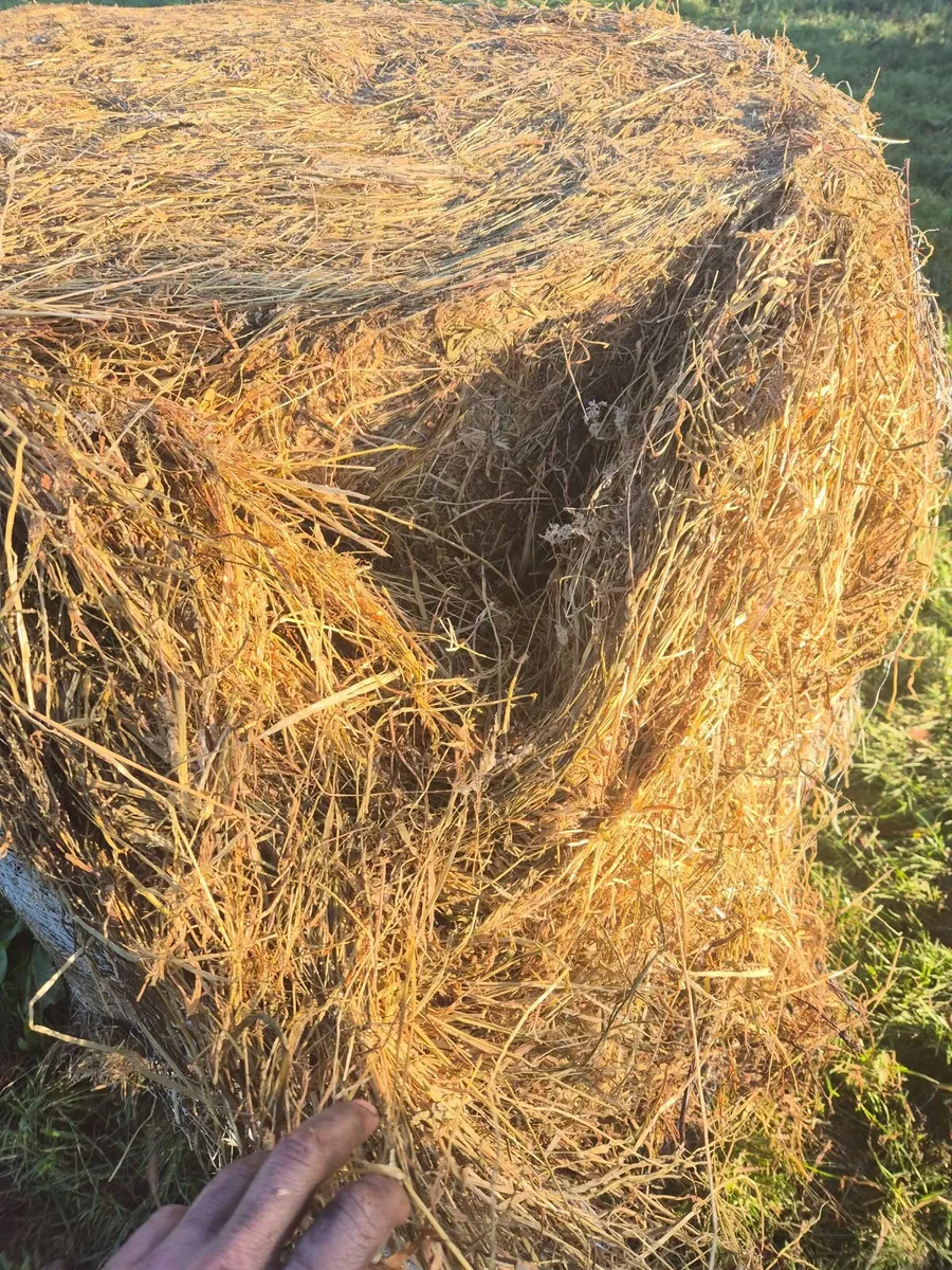 Bales - Image 2