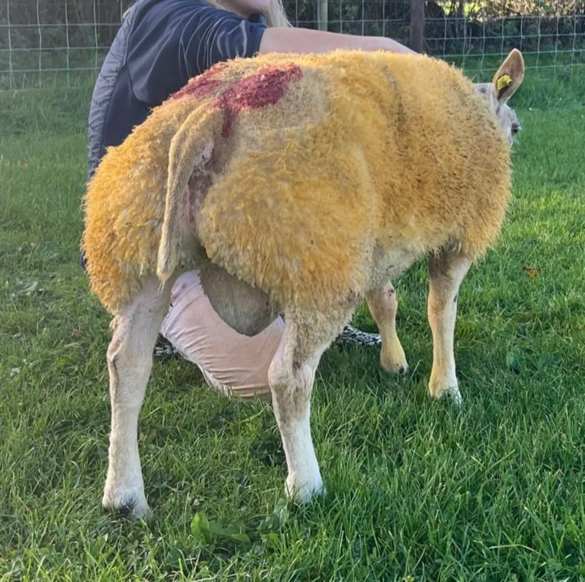 5 ☆☆☆☆☆ Beltex Ram Lamb SIS approved ☆☆☆☆☆ - Image 4