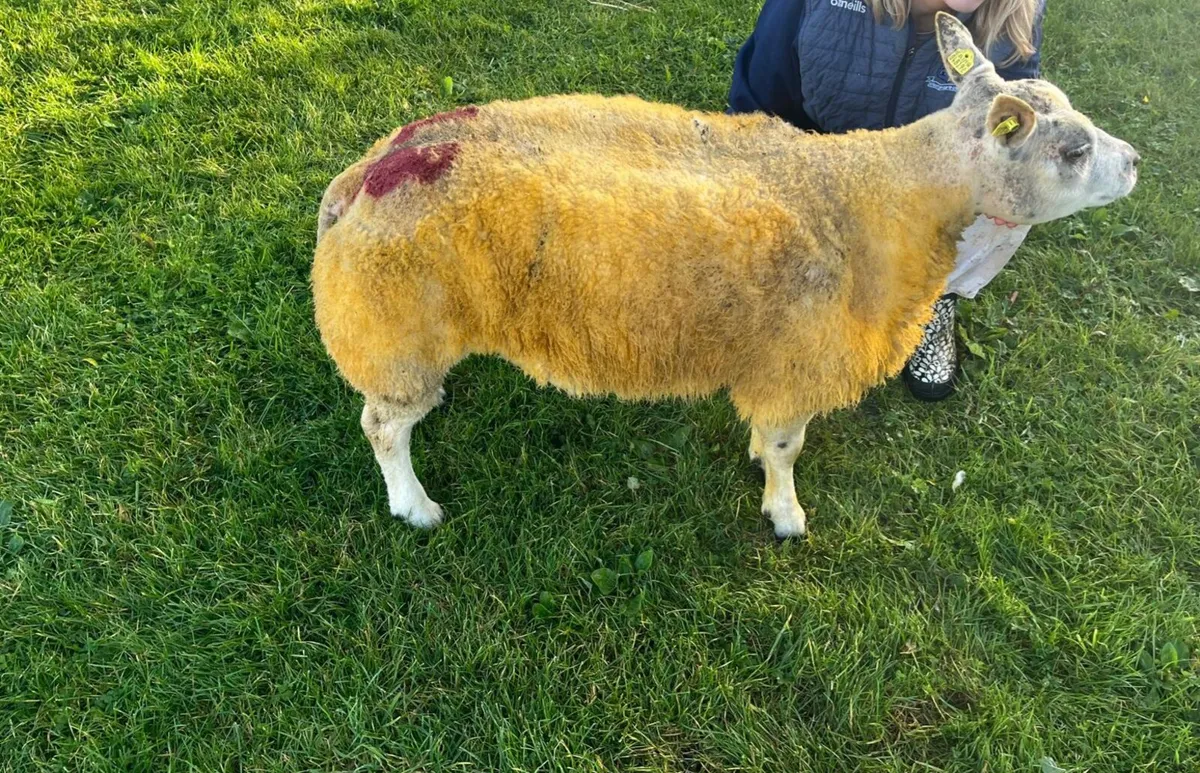 5 ☆☆☆☆☆ Beltex Ram Lamb SIS approved ☆☆☆☆☆ - Image 3