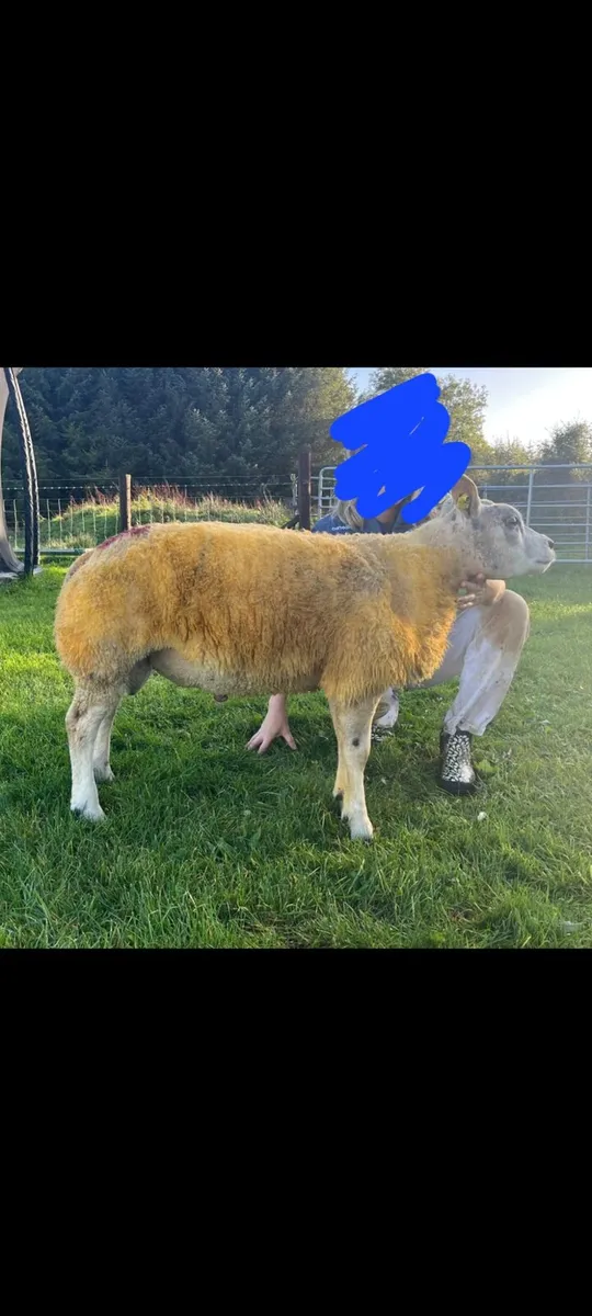 5 ☆☆☆☆☆ Beltex Ram Lamb SIS approved ☆☆☆☆☆ - Image 1