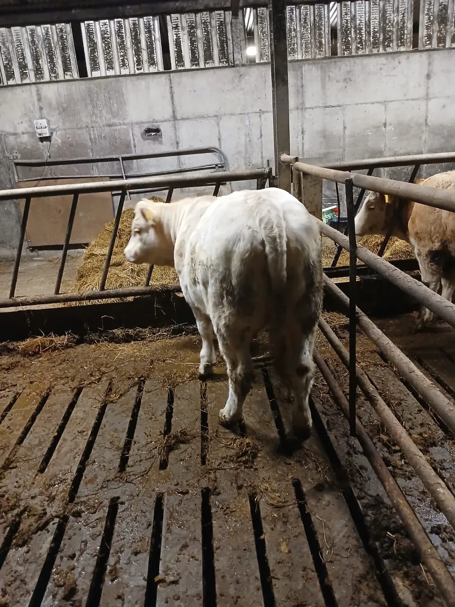 Weanling heifer - Image 1