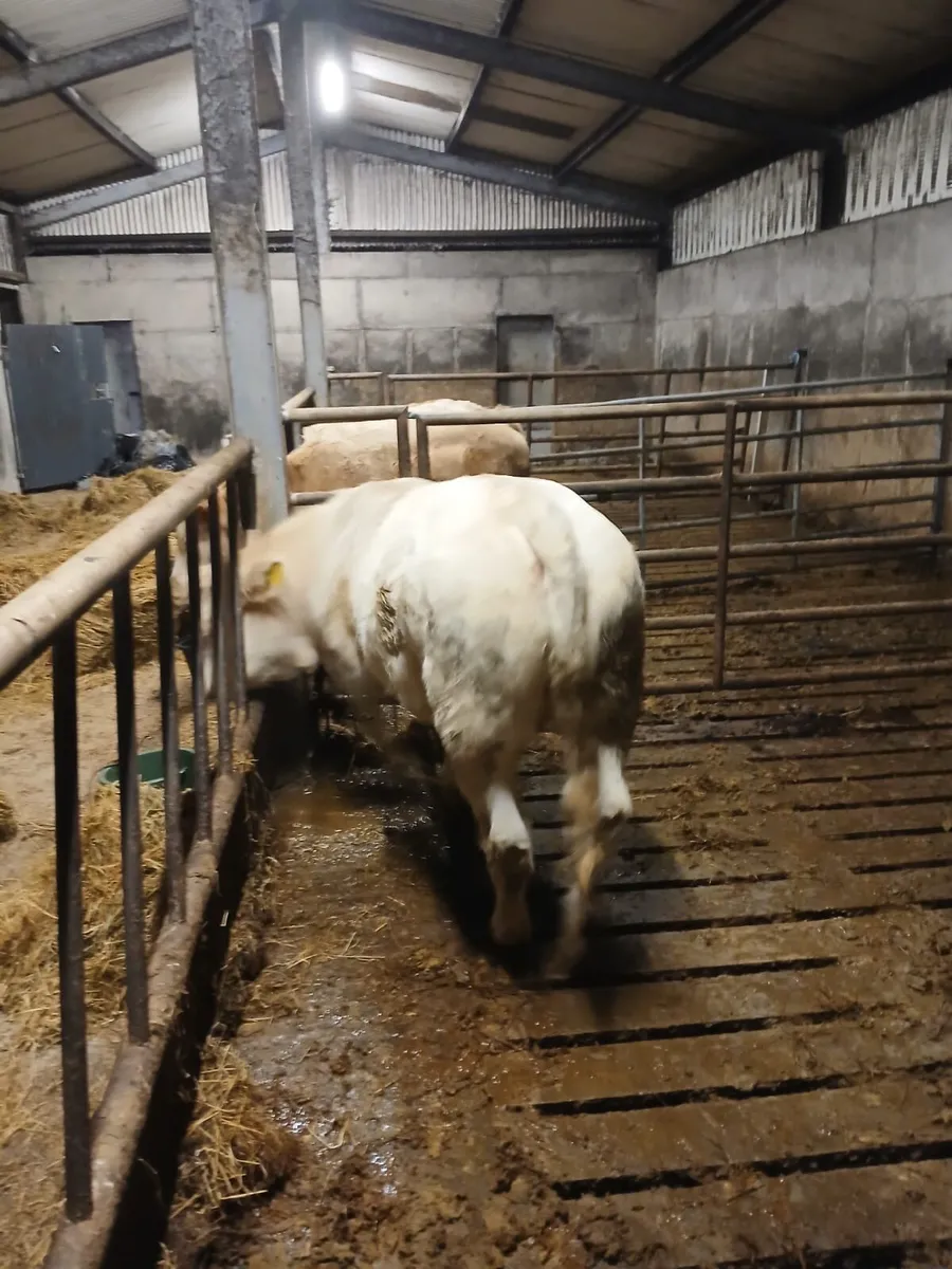 Weanling heifer - Image 2