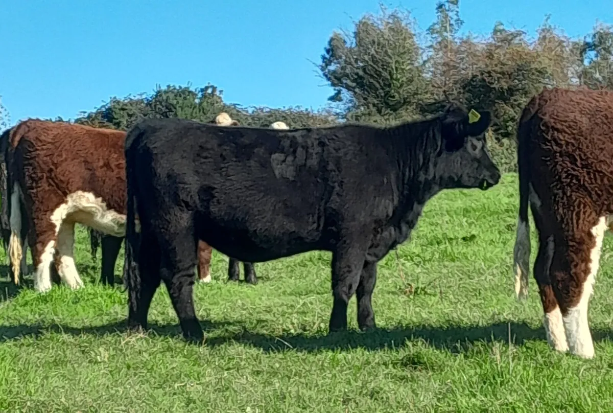 Pedigree aberdeen angus heifers - Image 3