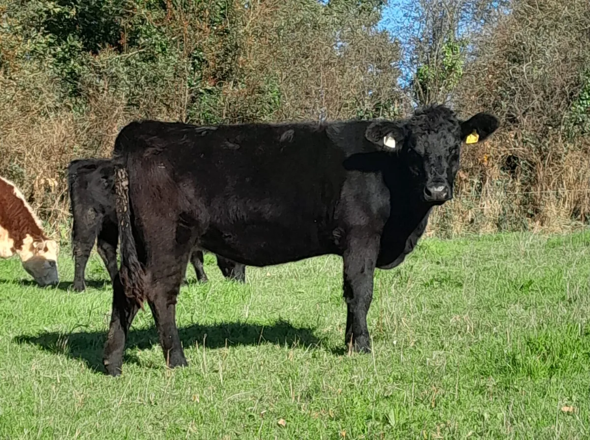 Pedigree aberdeen angus heifers - Image 4