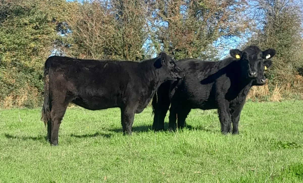 Pedigree aberdeen angus heifers - Image 1
