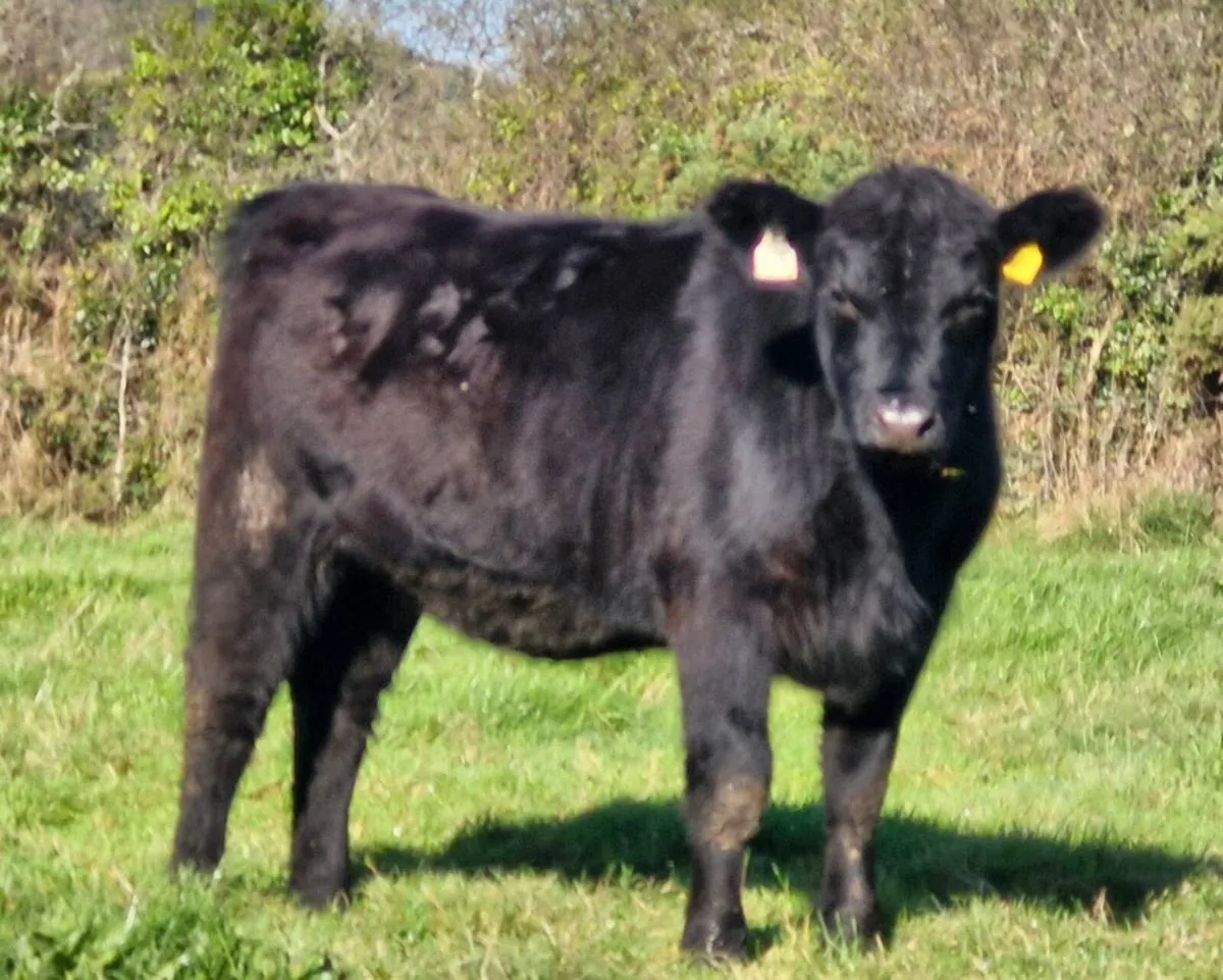 Pedigree aberdeen angus heifers - Image 2