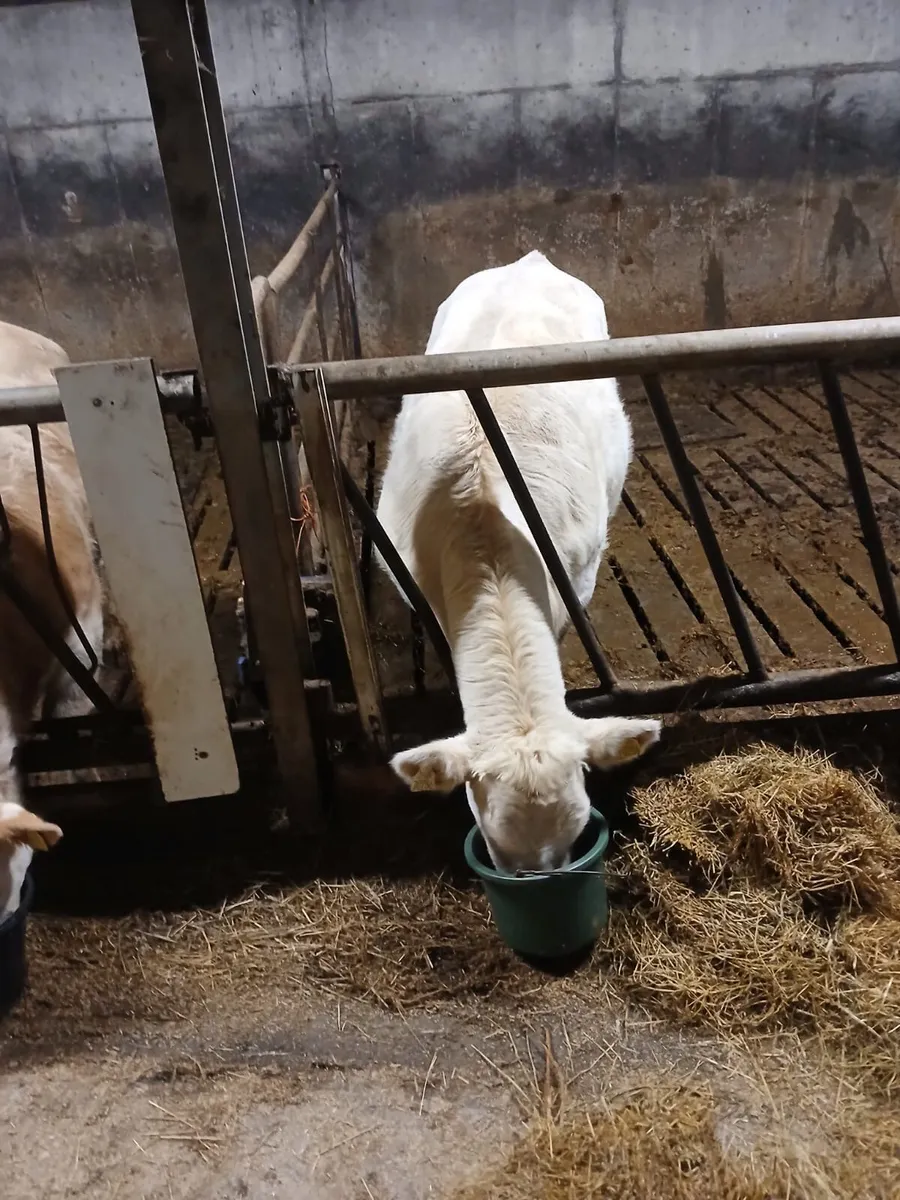 Weanling heifer - Image 3
