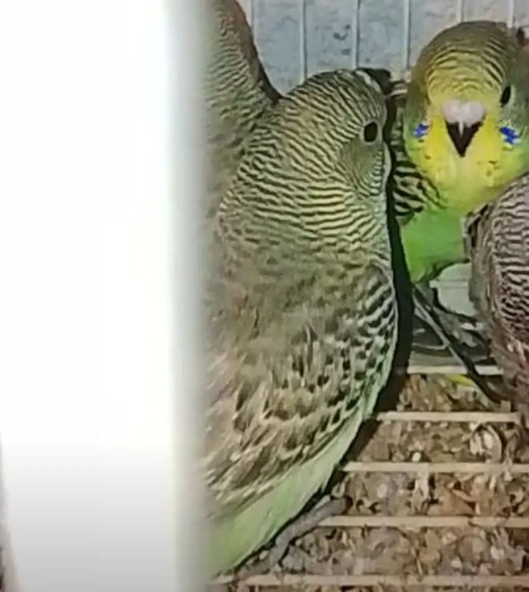 Split BF/BW budgies an Quails - Image 1