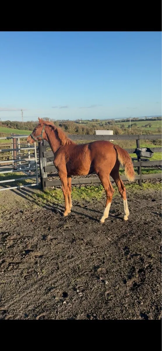 Castlelawn Emerald Filly - Image 1
