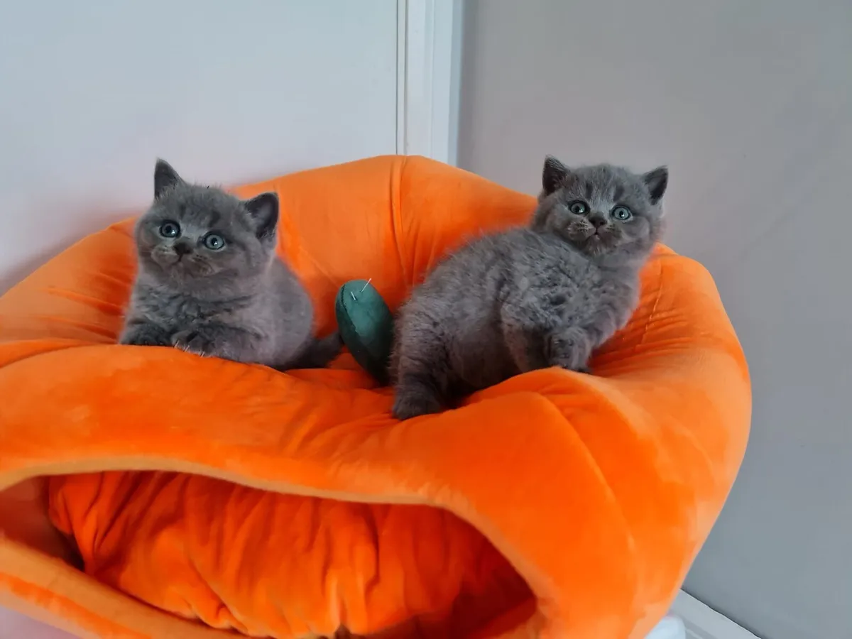 Amazing Purebred British shorthair kittens - Image 1