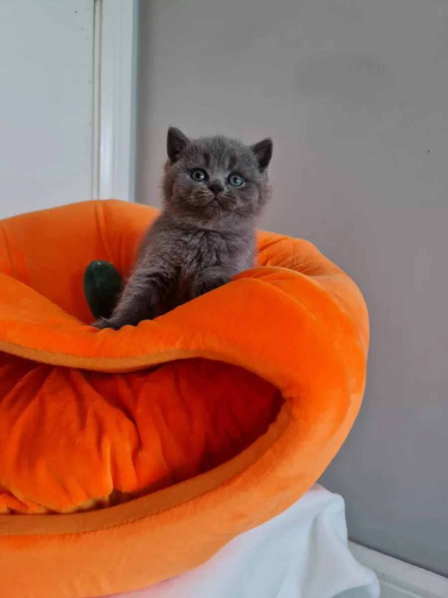 Amazing Purebred British shorthair kittens - Image 2