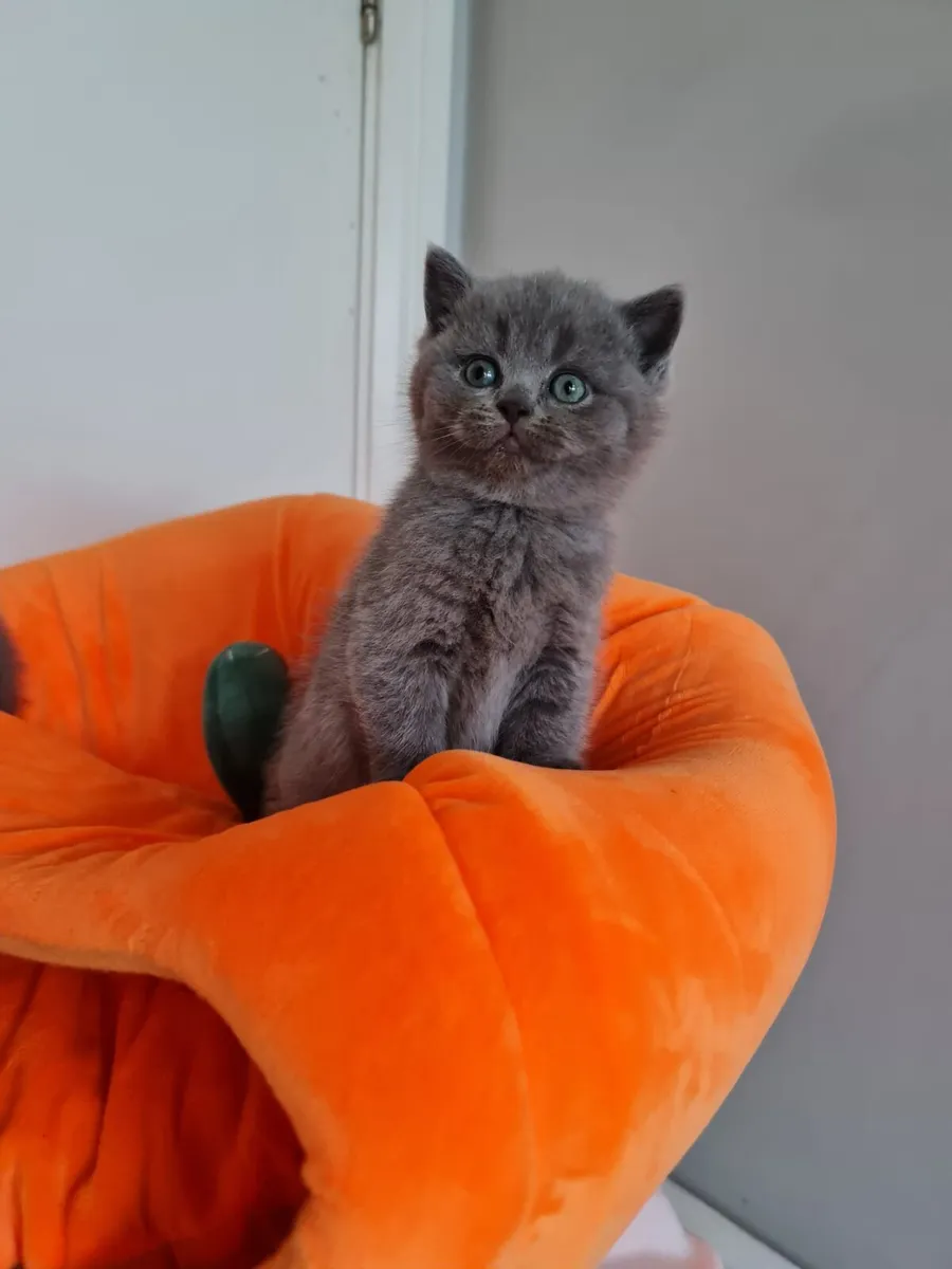 Amazing Purebred British shorthair kittens - Image 3