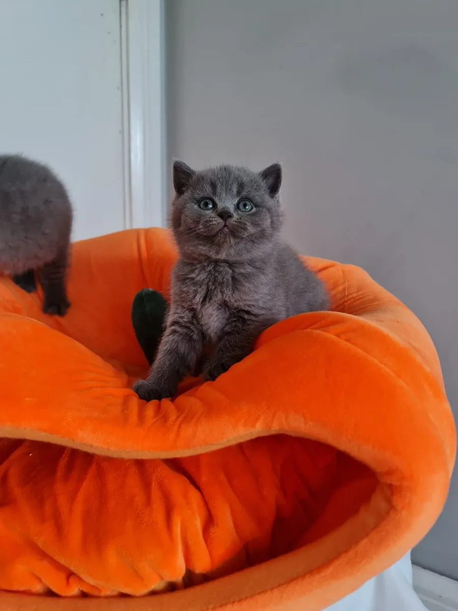 Amazing Purebred British shorthair kittens - Image 4