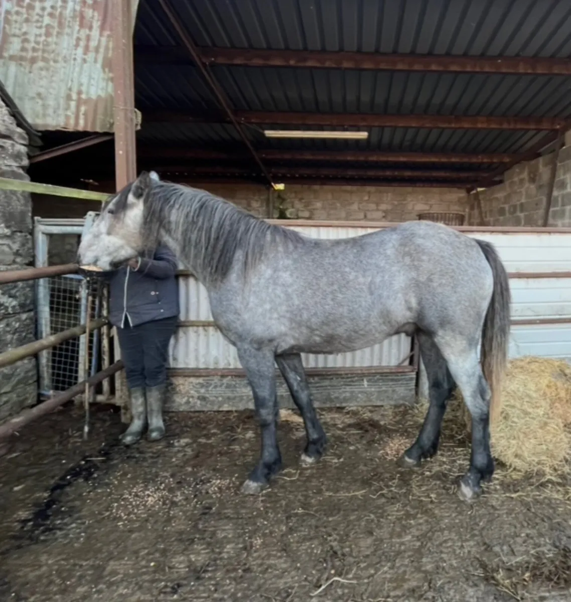 Connemara X Draught gelding - Image 3