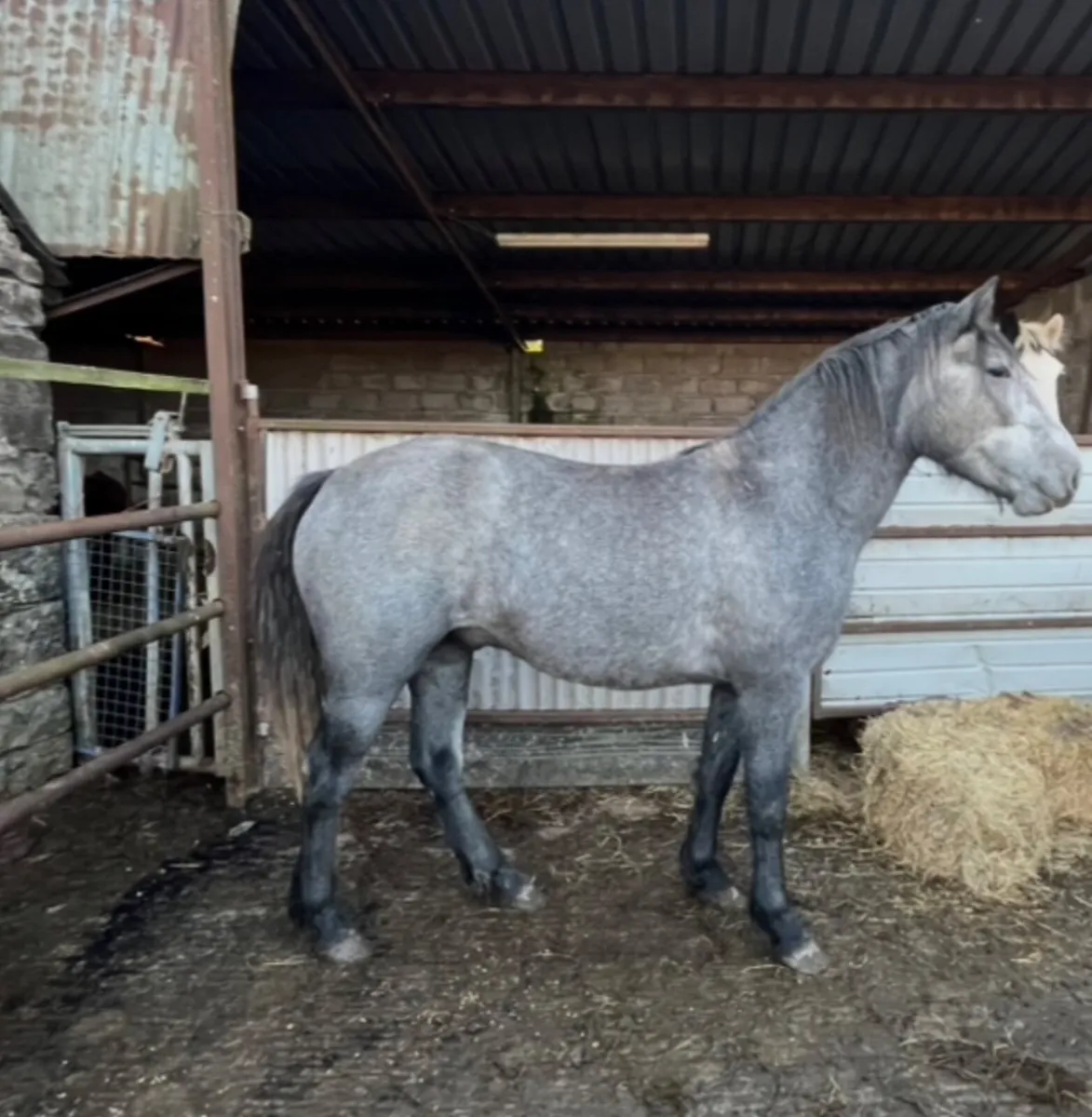 Connemara X Draught gelding - Image 1