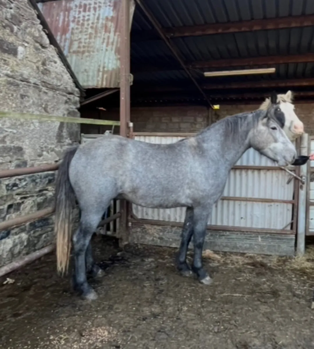 Connemara X Draught gelding - Image 2