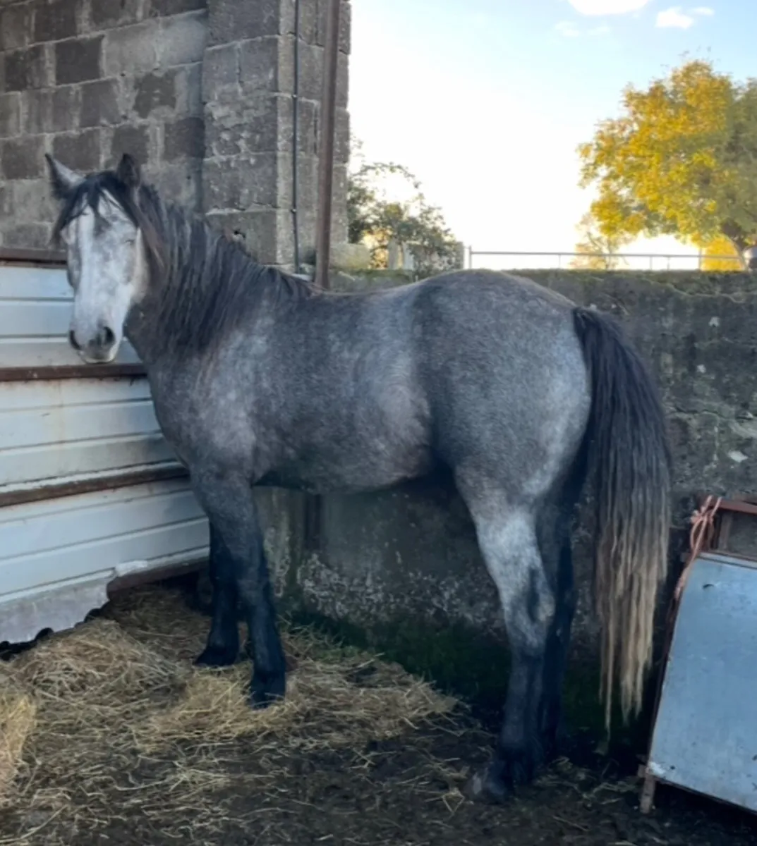 Connemara X Draught gelding - Image 4