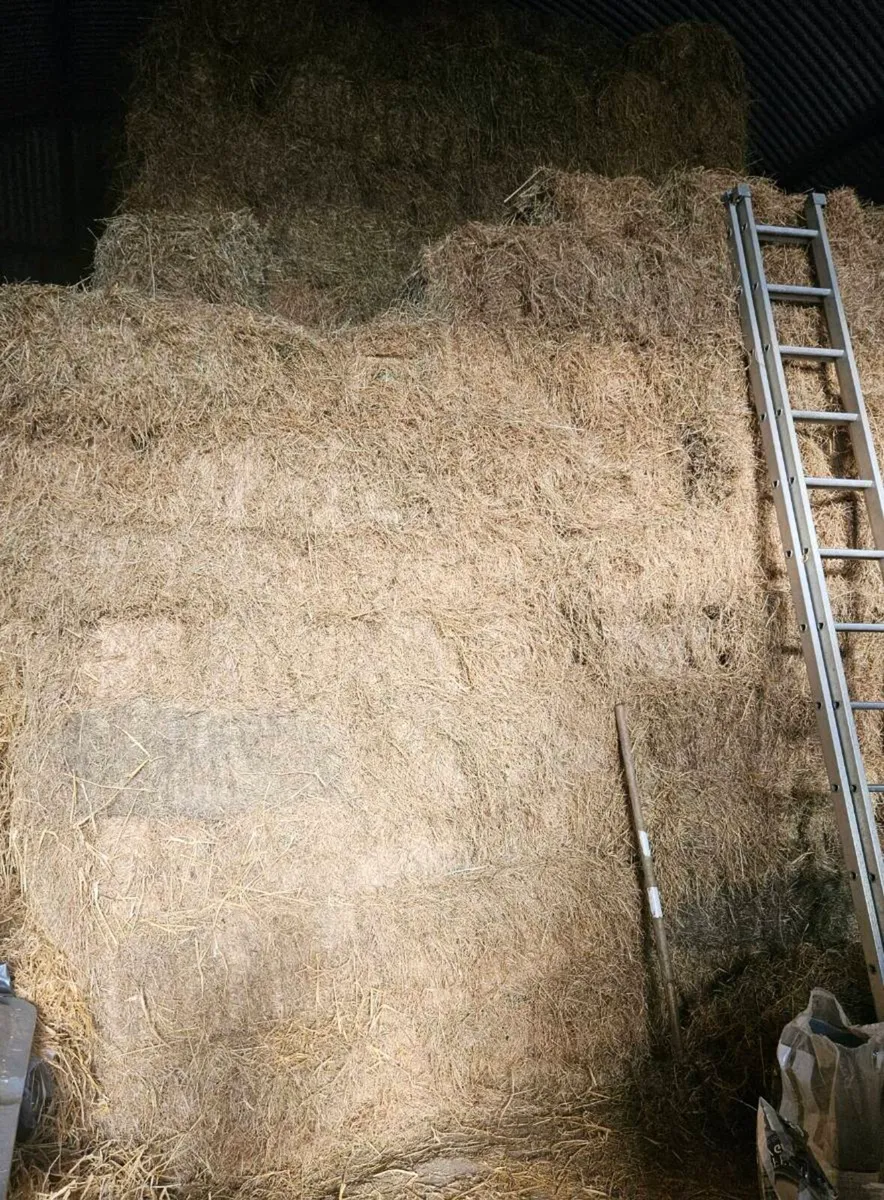 Square hay bales - Image 4