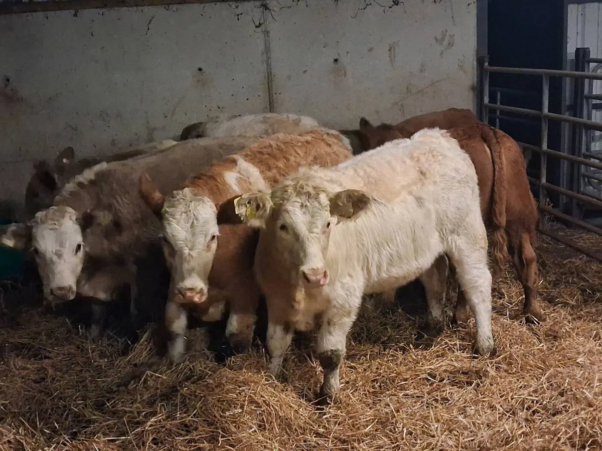 CHAROLAIS AND LIMOUSINE BULLOCKS - Image 1
