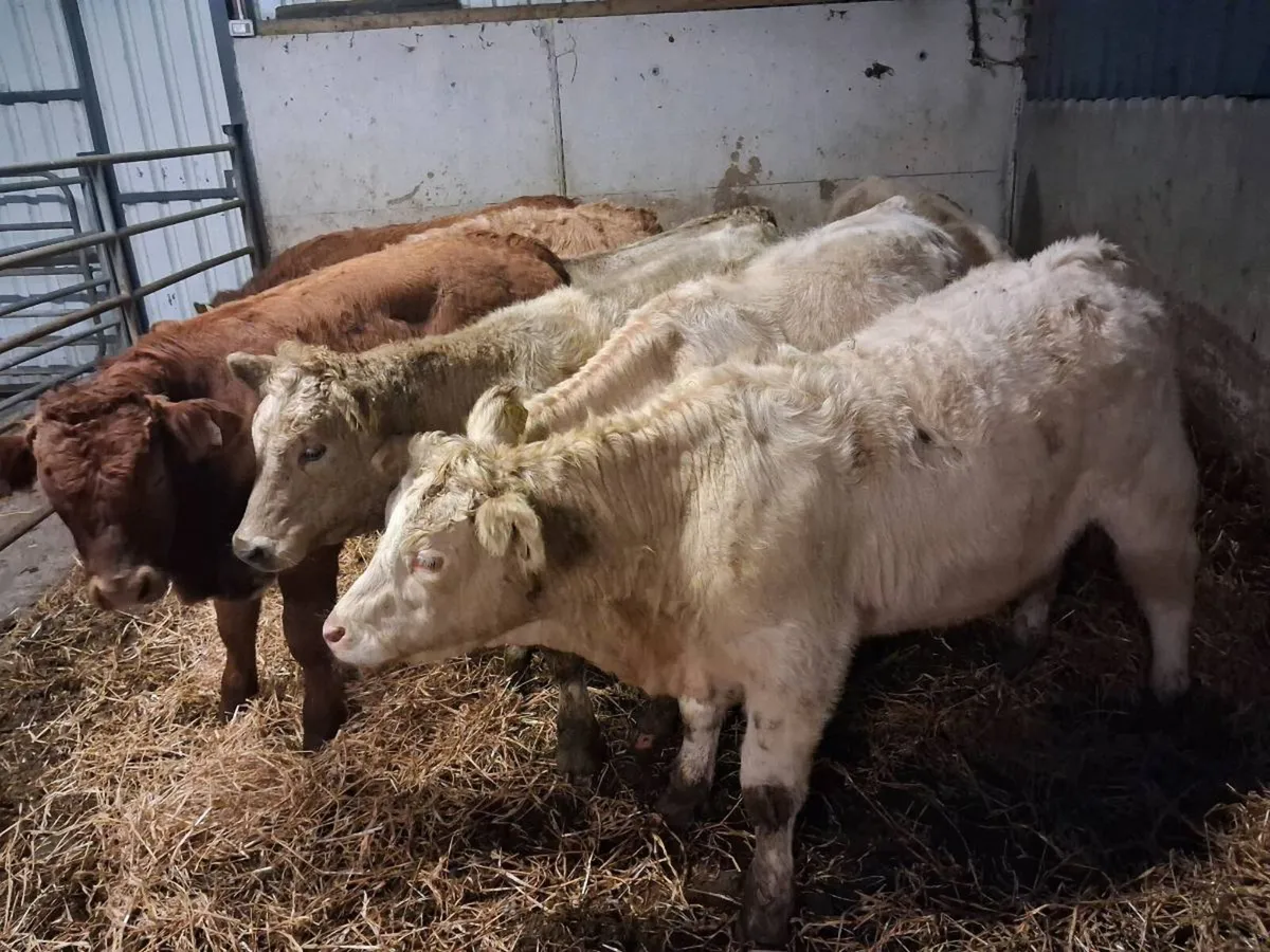 CHAROLAIS AND LIMOUSINE BULLOCKS - Image 2