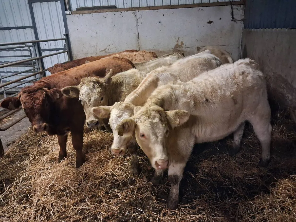 CHAROLAIS AND LIMOUSINE BULLOCKS - Image 3