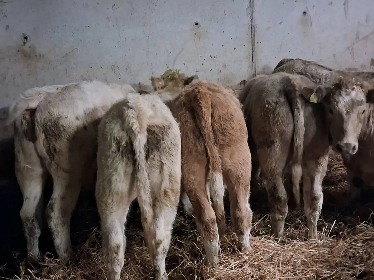 CHAROLAIS AND LIMOUSINE BULLOCKS - Image 4