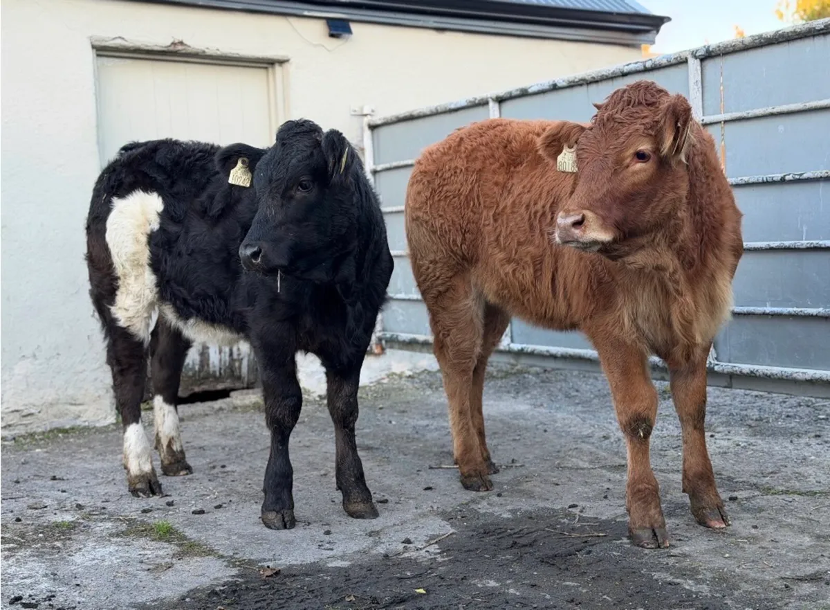 ⭐️2 Smashing Continental Heifer weanlings ⭐️ - Image 1
