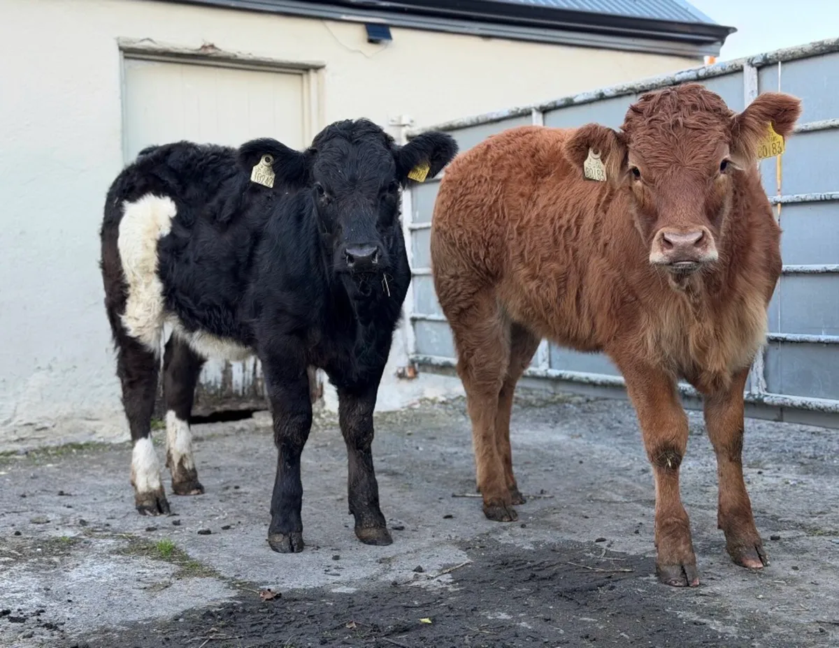 ⭐️2 Smashing Continental Heifer weanlings ⭐️ - Image 2