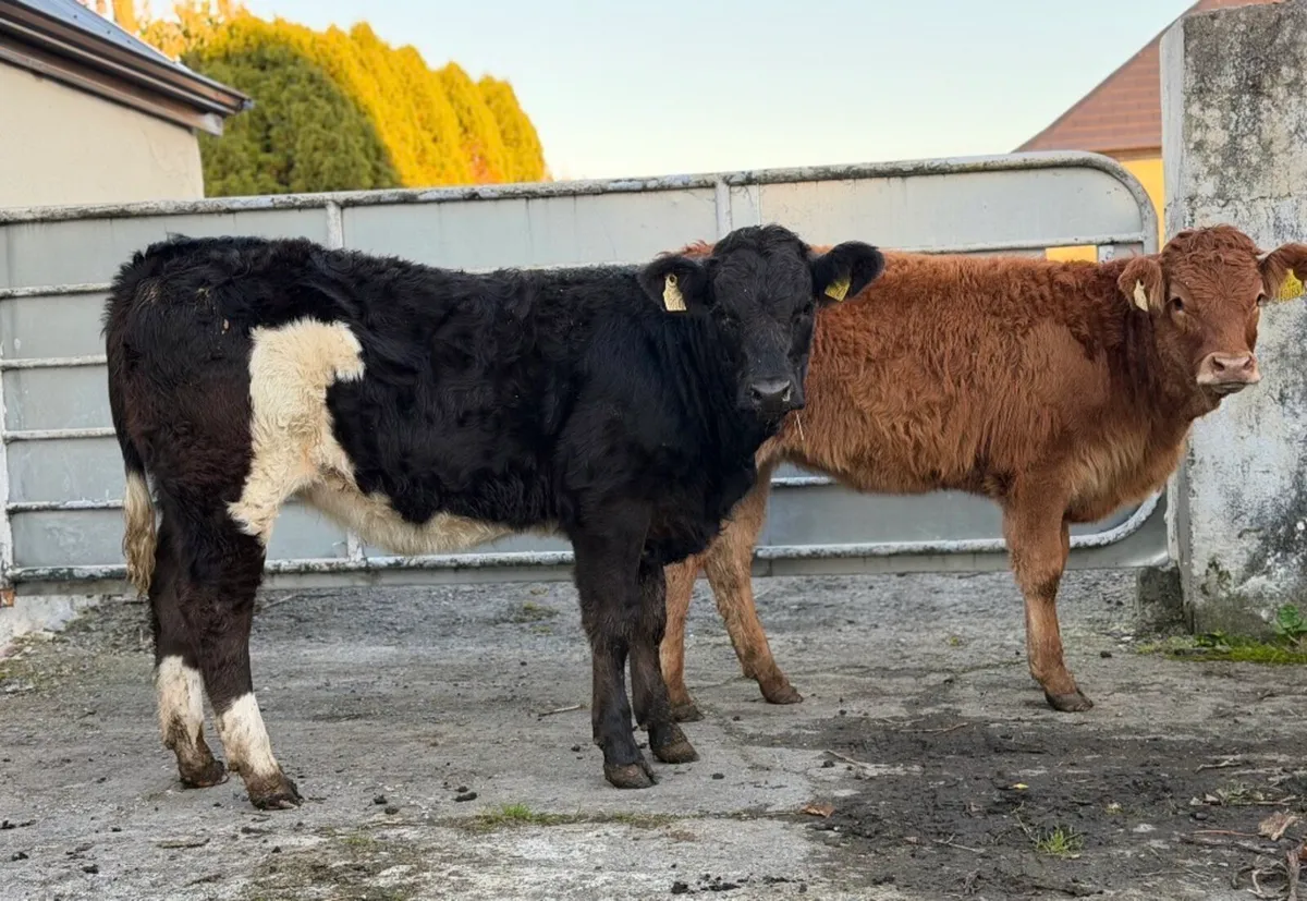 ⭐️2 Smashing Continental Heifer weanlings ⭐️ - Image 3