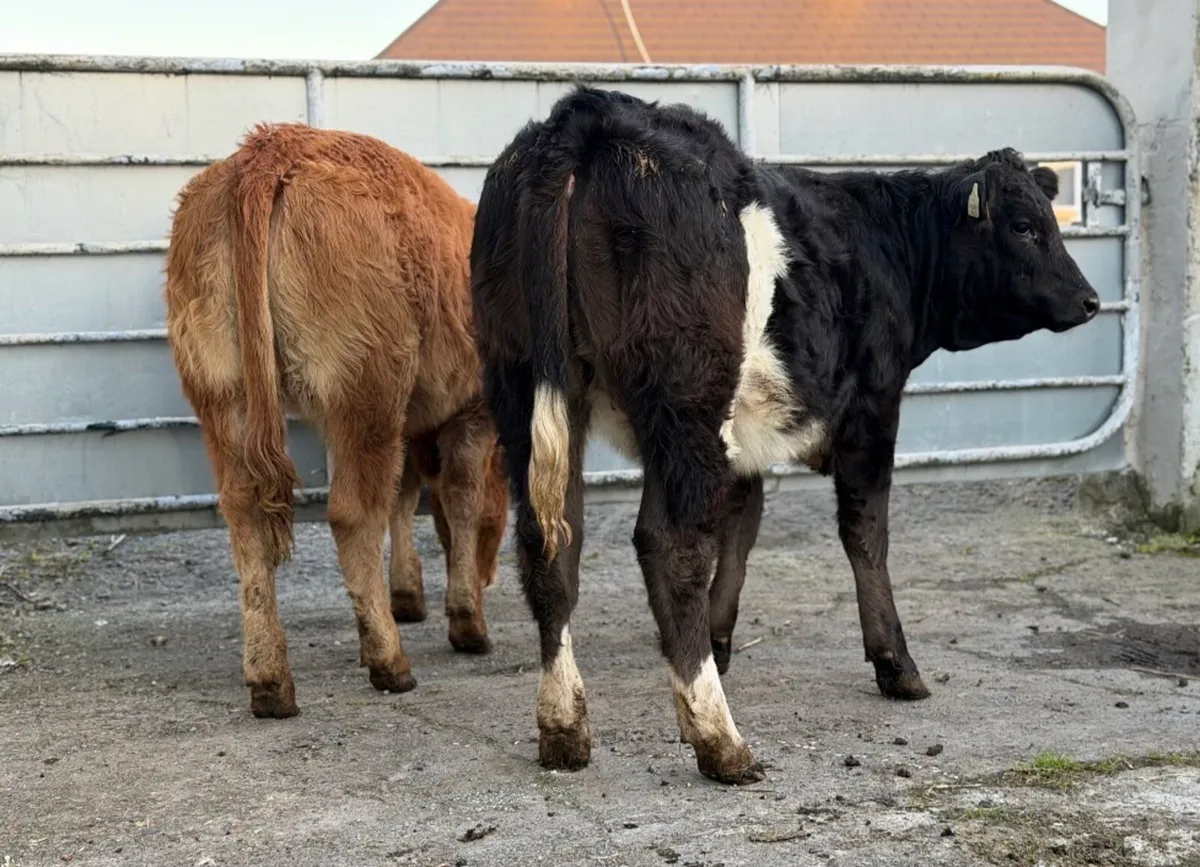 ⭐️2 Smashing Continental Heifer weanlings ⭐️ - Image 4