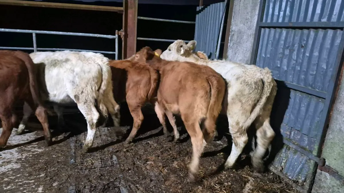 6 Heifers - Image 2