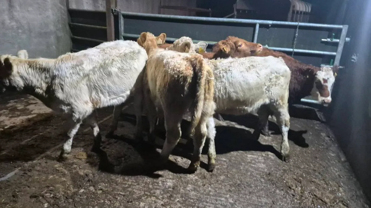 6 Heifers - Image 1