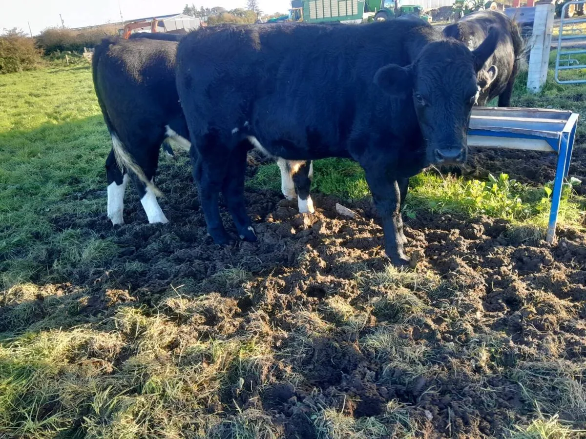 Bullocks - Image 1
