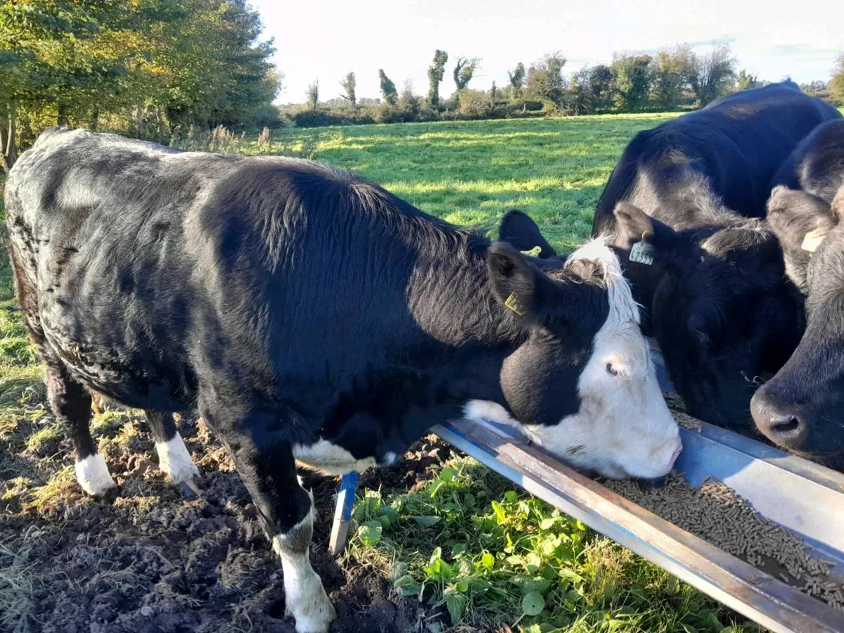 Bullocks - Image 2