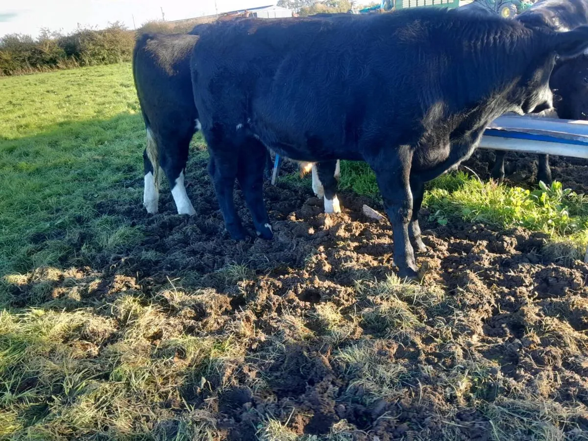 Bullocks - Image 3