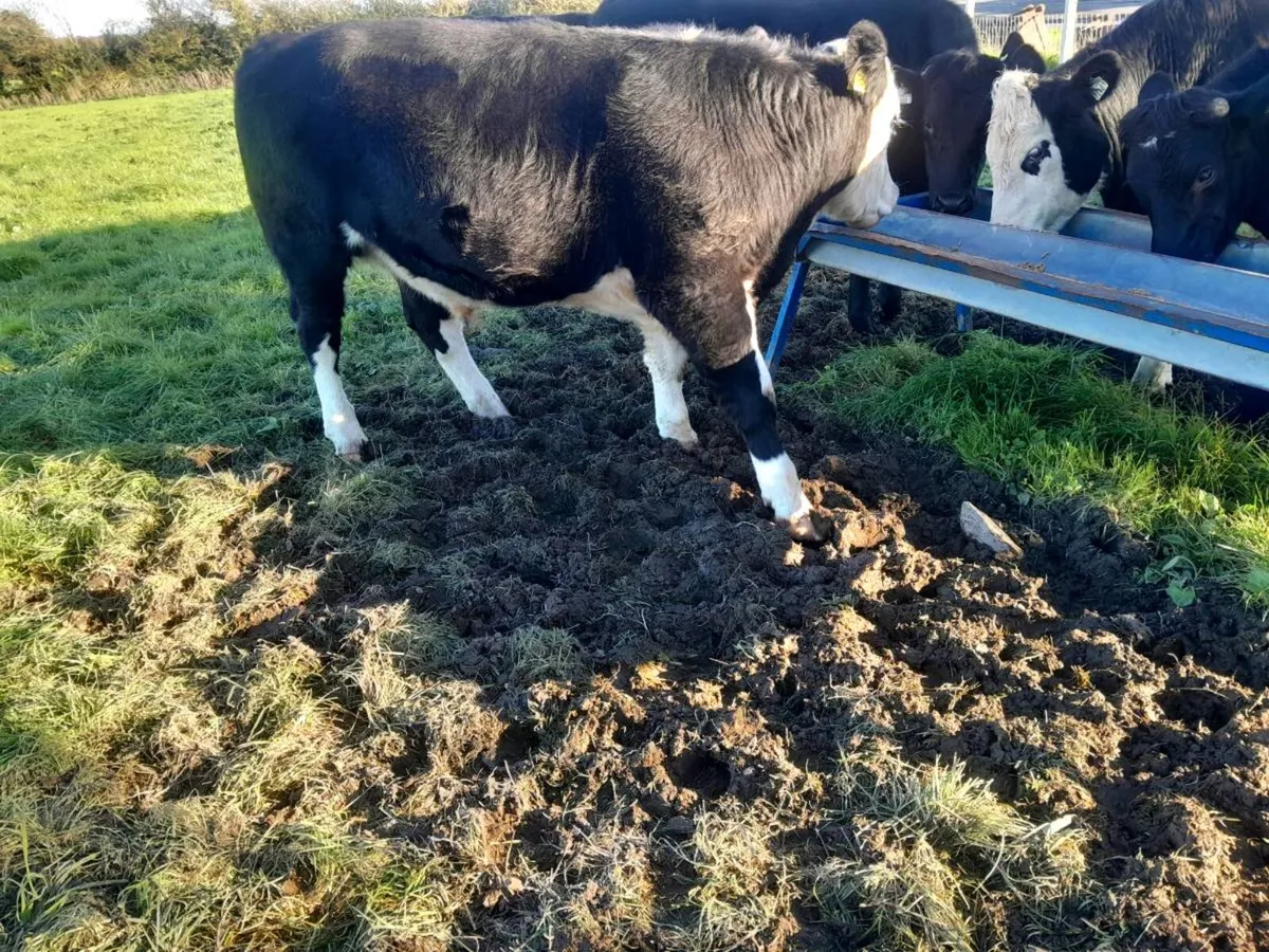 Bullocks - Image 4